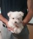 Bichon Frise Puppies for sale in Warrendale, PA, USA. price: NA