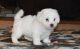 Bichon Frise Puppies for sale in Russell Springs, KY 42642, USA. price: NA