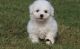 Bichon Frise Puppies for sale in Duncanville, TX, USA. price: $500