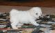 Bichon Frise Puppies for sale in Madison, AL, USA. price: $500
