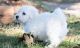 Bichon Frise Puppies for sale in Frisco, TX, USA. price: NA