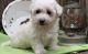 Bichon Frise Puppies for sale in Baltimore, MD, USA. price: $400