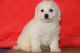 Bichon Frise Puppies for sale in Raleigh, NC 27668, USA. price: NA