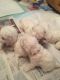 Bichon Frise Puppies for sale in Chicago, IL, USA. price: NA