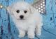 Bichon Frise Puppies for sale in Fresno, CA 93726, USA. price: NA