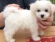 Bichon Frise Puppies for sale in Richmond, VA, USA. price: $400