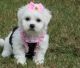 Bichon Frise Puppies for sale in St. Louis, MO, USA. price: $500