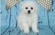 Bichon Frise Puppies for sale in Denver, CO 80281, USA. price: $400