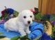 Bichon Frise Puppies for sale in Wichita, KS, USA. price: NA