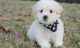 Bichon Frise Puppies for sale in New Castle, PA, USA. price: NA