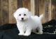 Bichon Frise Puppies for sale in Norwich, CT, USA. price: $500