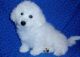 Bichon Frise Puppies for sale in Long Beach, CA, USA. price: NA