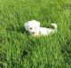 Bichon Frise Puppies for sale in Chattanooga, TN, USA. price: $400