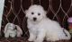 Bichon Frise Puppies for sale in Jonesboro, AR, USA. price: NA