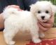 Bichon Frise Puppies for sale in Anchorage, AK, USA. price: $500