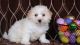 Bichon Frise Puppies for sale in Columbus, MS, USA. price: $500