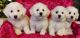 Bichon Frise Puppies for sale in Roanoke, VA 24030, USA. price: NA