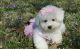 Bichon Frise Puppies for sale in Galliano, LA 70354, USA. price: NA