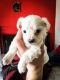Bichon Frise Puppies for sale in New York, NY, USA. price: $350