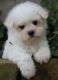 Bichon Frise Puppies for sale in Eugene, OR, USA. price: $600