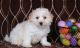 Bichon Frise Puppies for sale in Huntsville, AL, USA. price: $500