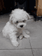 Bichon Frise Puppies for sale in Pondfield Rd, Bronxville, NY 10708, USA. price: NA