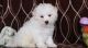 Bichon Frise Puppies for sale in Pasadena, CA, USA. price: NA