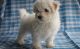 Bichon Frise Puppies for sale in Albuquerque, NM, USA. price: NA