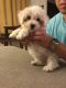 Bichon Frise Puppies for sale in Montclair, CA, USA. price: NA