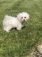 Bichon Frise Puppies for sale in Bluffton, IN 46714, USA. price: $500