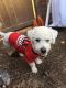 Bichon Frise Puppies for sale in 218 Plymouth Ct, Quakertown, PA 18951, USA. price: NA