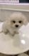 Bichon Frise Puppies for sale in Daly City, CA 94015, USA. price: NA