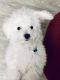 Bichon Frise Puppies for sale in Henderson, NV, USA. price: $1,500