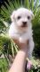 Bichon Frise Puppies for sale in Woodburn, OR 97071, USA. price: NA