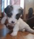 Bichon Frise Puppies for sale in Milwaukee, WI, USA. price: $700