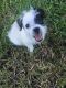 Bichon Frise Puppies for sale in Greensboro, NC, USA. price: NA