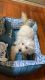 Bichon Frise Puppies for sale in Cincinnati, OH, USA. price: NA