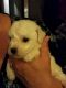 Bichon Frise Puppies for sale in Nashville, GA 31639, USA. price: NA