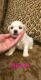 Bichon Frise Puppies for sale in Trenton, KY, USA. price: $1,000