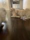Bichon Frise Puppies for sale in Vail, AZ 85641, USA. price: NA