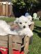 Bichon Frise Puppies for sale in Newark, CA 94560, USA. price: NA