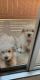 Bichon Frise Puppies for sale in Clovis, CA, USA. price: NA