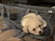 Bichon Frise Puppies for sale in Orlando, FL, USA. price: NA