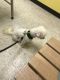 Bichon Frise Puppies for sale in Tuscaloosa, AL 35405, USA. price: NA
