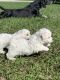 Bichon Frise Puppies for sale in 112 Dixwood Ave, Edgewater, FL 32132, USA. price: NA
