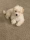 Bichon Frise Puppies for sale in Damascus, MD, USA. price: $1,500