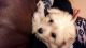 Bichon Frise Puppies for sale in Pasadena, TX, USA. price: NA