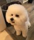Bichon Frise Puppies for sale in 13555 Lopelia Meadows Pl, San Diego, CA 92130, USA. price: NA