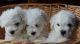 Bichon Frise Puppies for sale in Jersey City, NJ, USA. price: $500