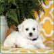 Bichon Frise Puppies for sale in Lancaster, PA 17603, USA. price: $800